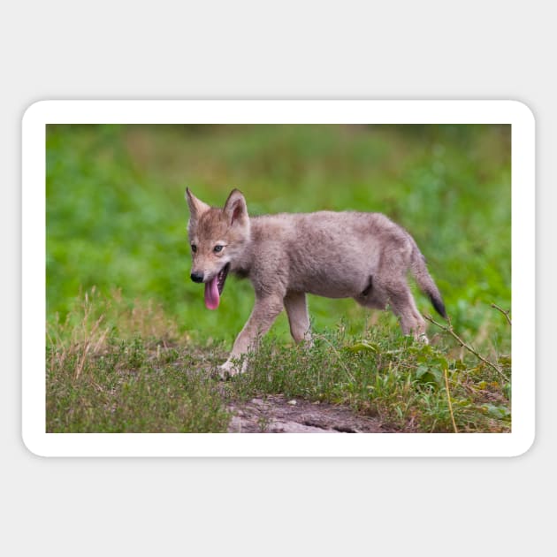 Timber Wolf Pup Sticker by jaydee1400